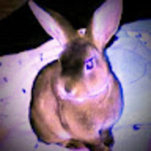 Meet your Posher, Dadene